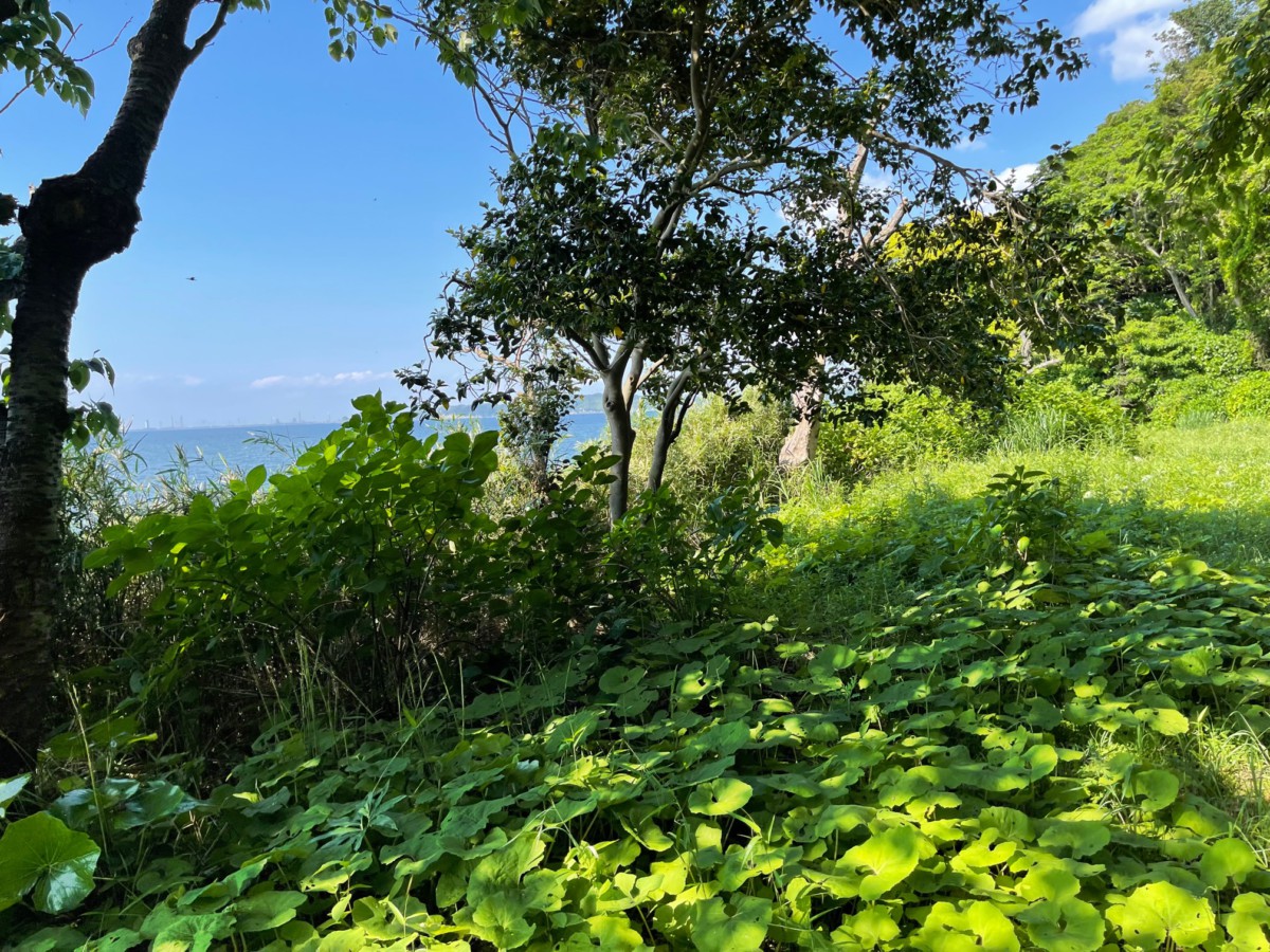 海沿いの高台にある土地です。